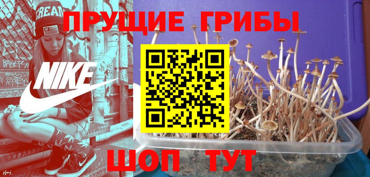 Михайловск  Псилоцибиновые грибы GOLDEN TEACHER  Псилоцибиновые грибы мицелий  Вход с VPN 